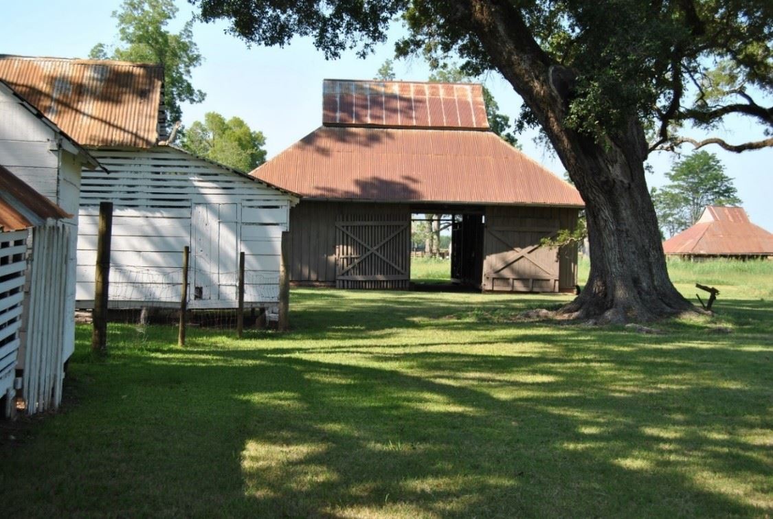 Outbuildings and live oak tree at Oakland Plantation, Cane River Creole National Historical Park, Natchez, Louisiana.