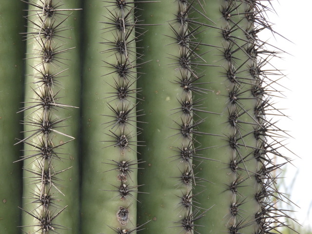 A saguaro cactus up close