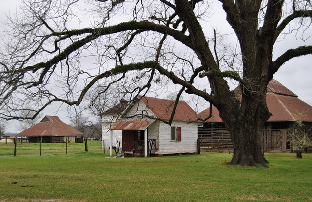Outbuildings and live oak tree at Oakland Plantation